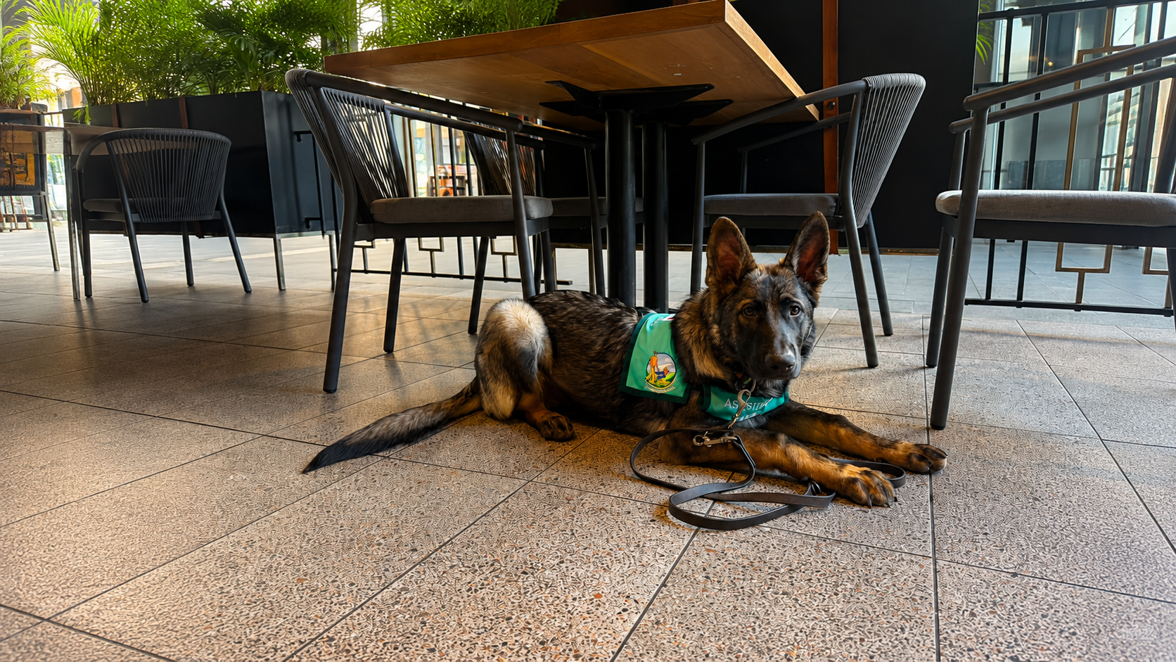 Assistance dog sitting calmly, ready to help
